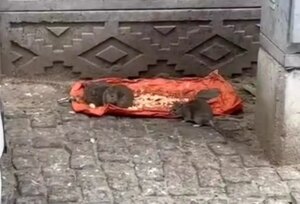 tekirdagda sokakta fareler yiyecek bulundu vatandaslar tedirgin XH4jWmwV.jpg