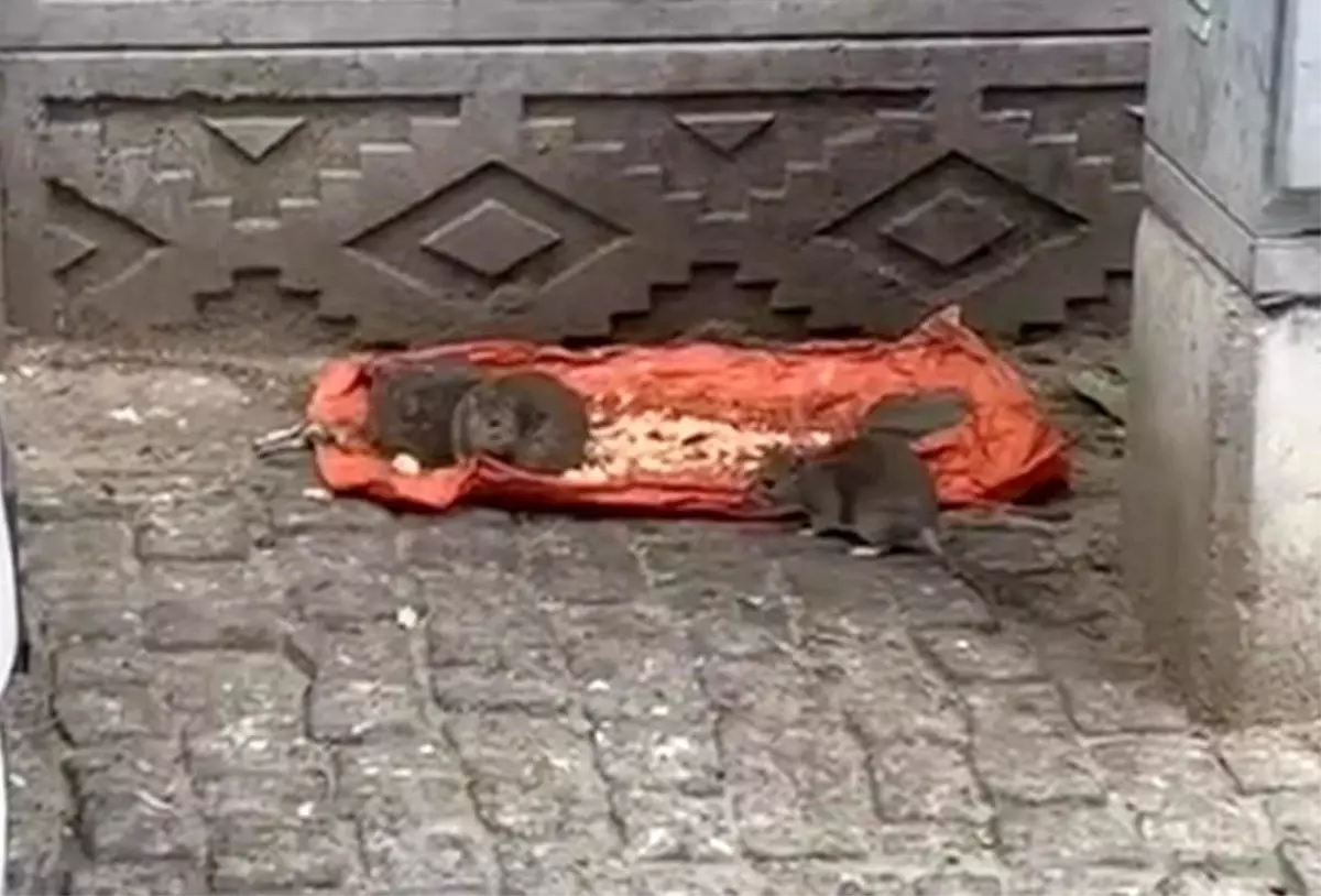 Tekirdağ’da Sokakta Fareler Yiyecek Bulundu, Vatandaşlar Tedirgin