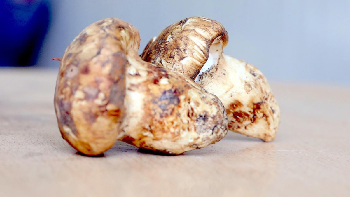 adanada sedir mantari cikti japonlar yogun ilgi gosteriyor S9ZyGYUE.jpg