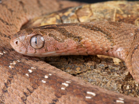 Besin zincirinde ürpertici döngü: Yılanlar neden birbirini yiyor?