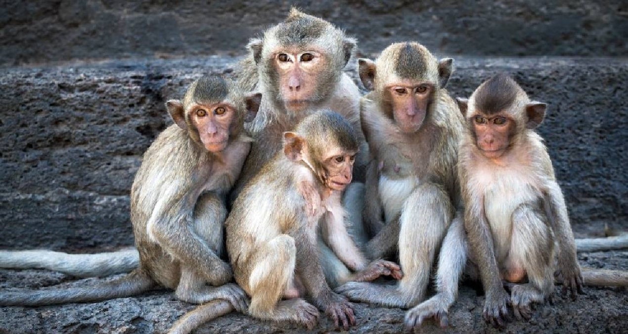 Cebelitarık Makaklarının Turistlerle İlişkisi: Toprak Yeme Davranışı