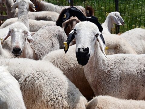 Emeklinin Kurban Hayali Gerçek Olmuyor: Et Fiyatları El Yakıyor